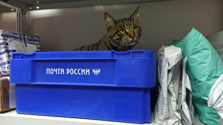 Страховка, открытка, «живая посылка»: полезные сервисы Почты России для владельцев животных. Страховка, открытка, «живая посылка»: полезные сервисы Почты России для владельцев животных.